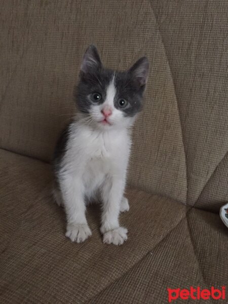 Tuxedo (Smokin) Kedi, Kedi  johny fotoğrafı