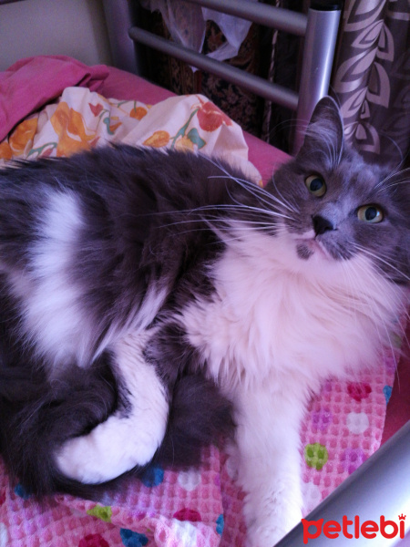 Ankara Kedisi, Kedi  Bihter fotoğrafı