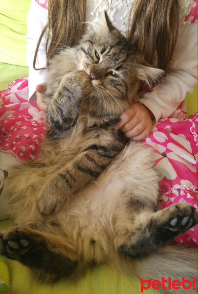 Norwegian Forest, Kedi  Mıncır fotoğrafı