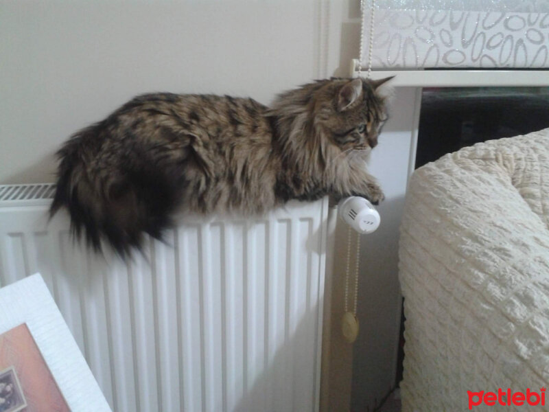 Norwegian Forest, Kedi  Mıncır fotoğrafı