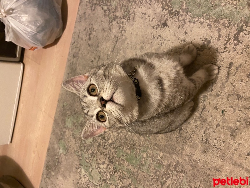 British Shorthair, Kedi  Çakıl fotoğrafı