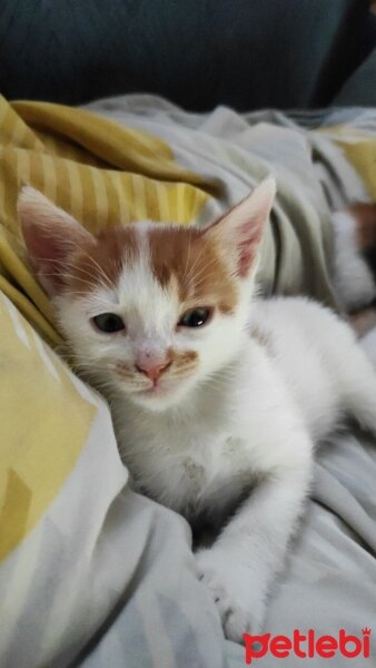 Ankara Kedisi, Kedi  Pisyush fotoğrafı