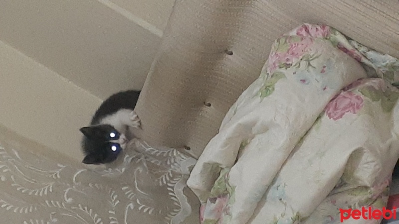 Tekir Kedi, Kedi  Lila fotoğrafı