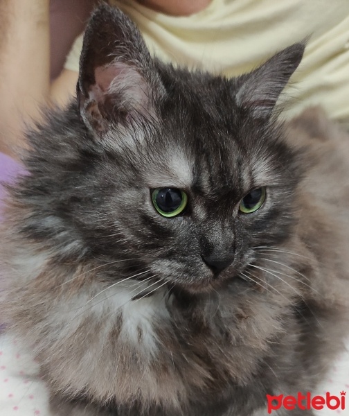 İran Kedisi (Persian), Kedi  Boncuk fotoğrafı