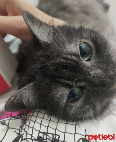 İran Kedisi (Persian), Kedi  Boncuk fotoğrafı