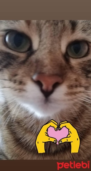 Tekir Kedi, Kedi  Şehla fotoğrafı