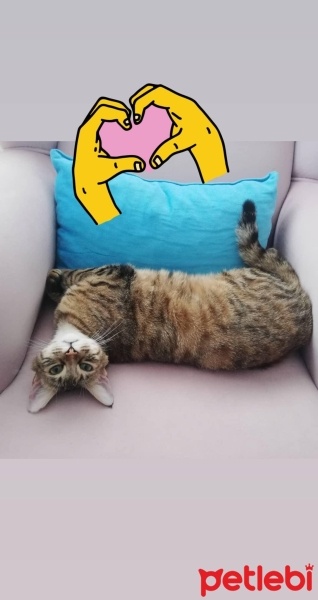 Tekir Kedi, Kedi  Şehla fotoğrafı