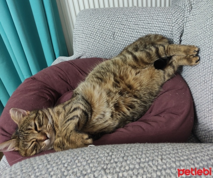 Tekir Kedi, Kedi  Şehla fotoğrafı