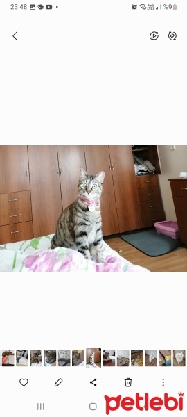 Tekir Kedi, Kedi  Deren fotoğrafı