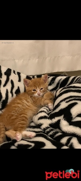 Sarman, Kedi  Tarçın fotoğrafı
