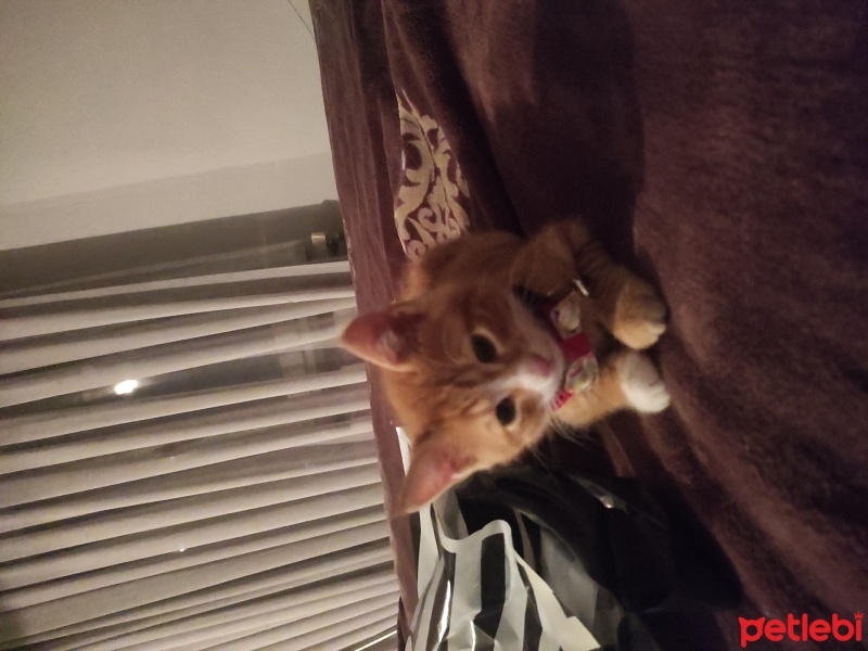 Sarman, Kedi  Tarçın fotoğrafı