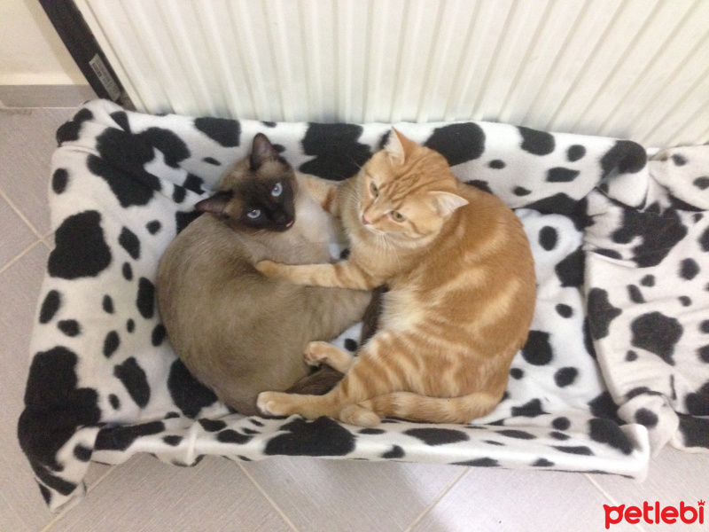 Siyam Kedisi, Kedi  Siyami ve Cino fotoğrafı