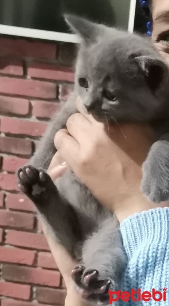 Scottish Fold, Kedi  Ateş fotoğrafı