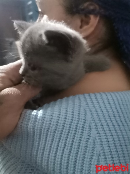 Scottish Fold, Kedi  Ateş fotoğrafı