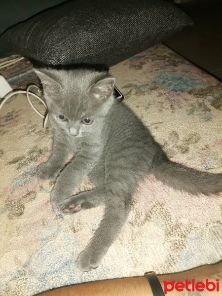 Scottish Fold, Kedi  Ateş fotoğrafı