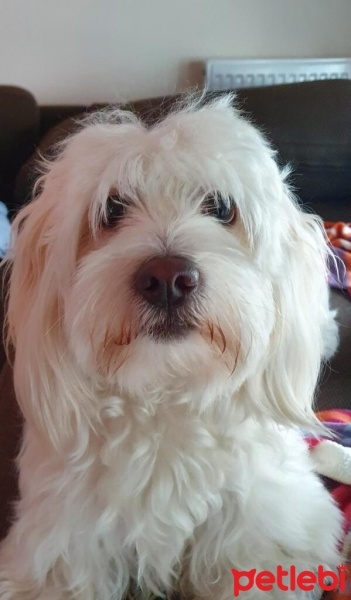 Poodle(Standart Kaniş), Köpek  MANGO fotoğrafı