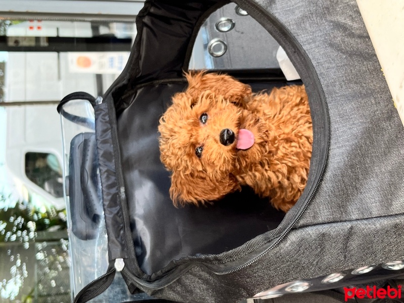Poodle (Minyatür Kaniş), Köpek  Biftek fotoğrafı