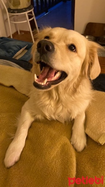 Golden Retriever, Köpek  Joker fotoğrafı