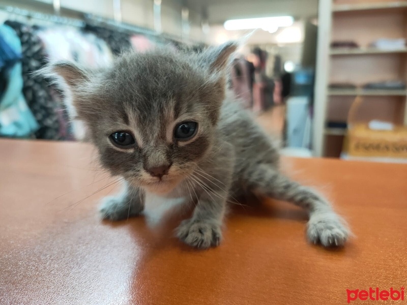 Tekir Kedi, Kedi  Duman (Arzu edilirse değişir) fotoğrafı
