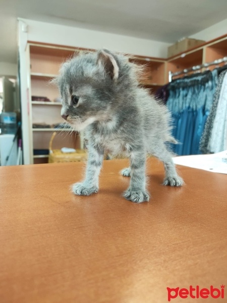 Tekir Kedi, Kedi  Duman (Arzu edilirse değişir) fotoğrafı