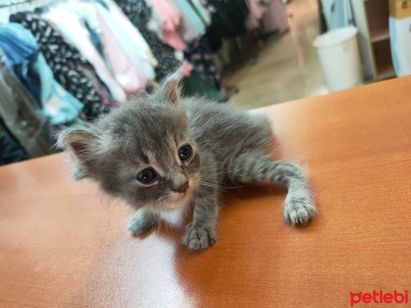 Tekir Kedi, Kedi  Duman (Arzu edilirse değişir) fotoğrafı