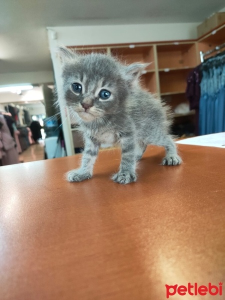 Tekir Kedi, Kedi  Duman (Arzu edilirse değişir) fotoğrafı