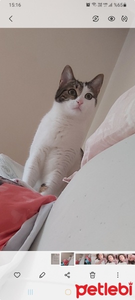Tekir Kedi, Kedi  Alice fotoğrafı