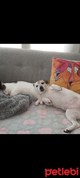 Jack Russell Terrier, Köpek  Sheila fotoğrafı