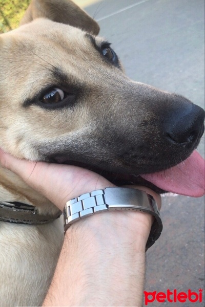 Kangal, Köpek  Ceku fotoğrafı