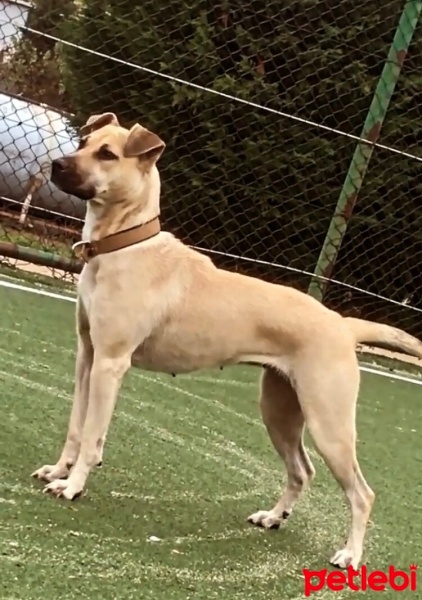 Kangal, Köpek  Ceku fotoğrafı