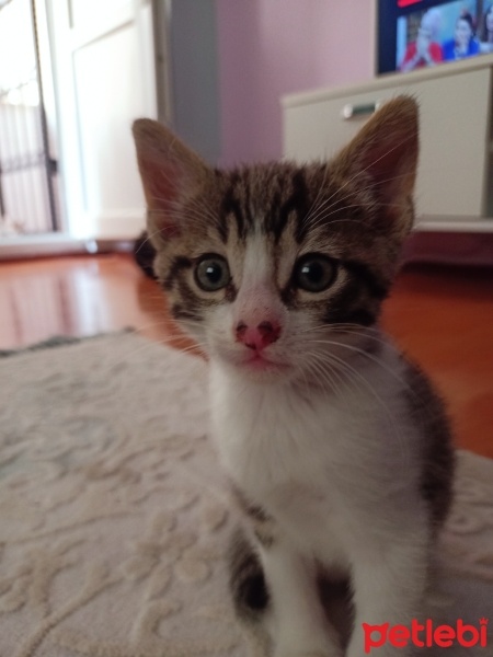 Tekir Kedi, Kedi  Tekir yavru Çekmeköy Hamidiye mahallesi fotoğrafı