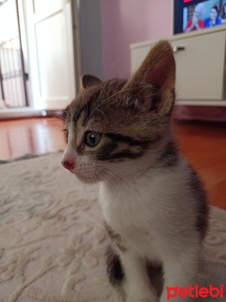 Tekir Kedi, Kedi  Tekir yavru Çekmeköy Hamidiye mahallesi fotoğrafı