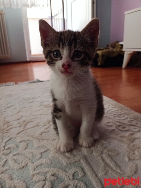Tekir Kedi, Kedi  Tekir yavru Çekmeköy Hamidiye mahallesi fotoğrafı