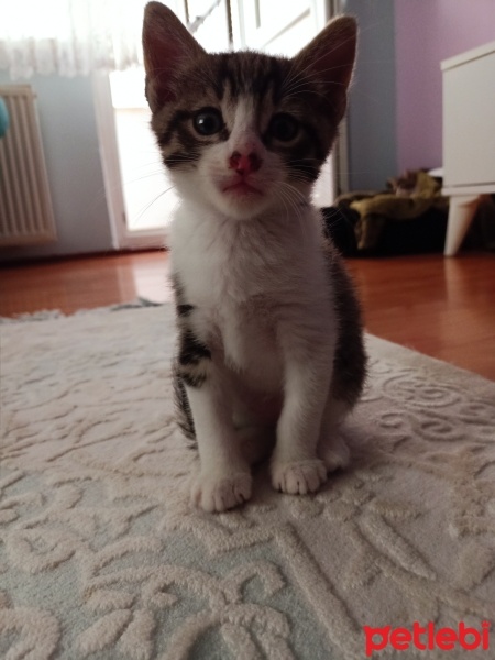 Tekir Kedi, Kedi  Tekir yavru Çekmeköy Hamidiye mahallesi fotoğrafı