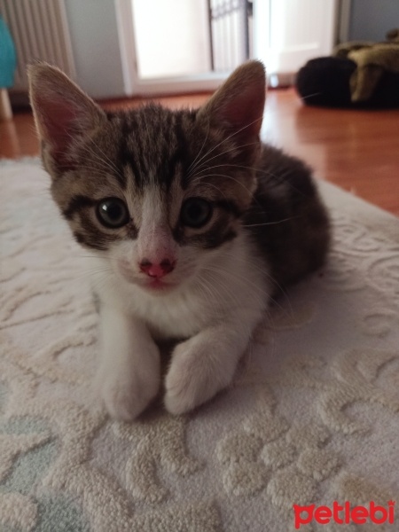 Tekir Kedi, Kedi  Tekir yavru Çekmeköy Hamidiye mahallesi fotoğrafı