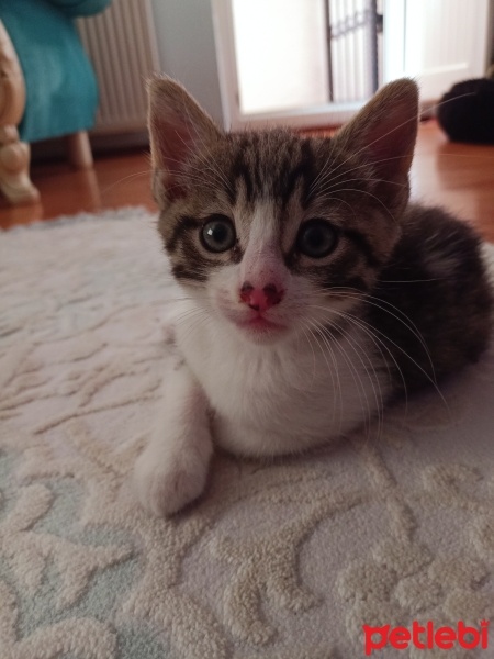 Tekir Kedi, Kedi  Tekir yavru Çekmeköy Hamidiye mahallesi fotoğrafı