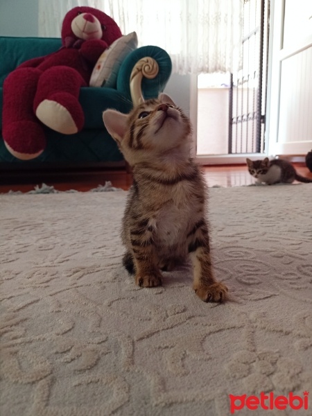 Tekir Kedi, Kedi  Tekir yavru Çekmeköy Hamidiye mahallesi fotoğrafı