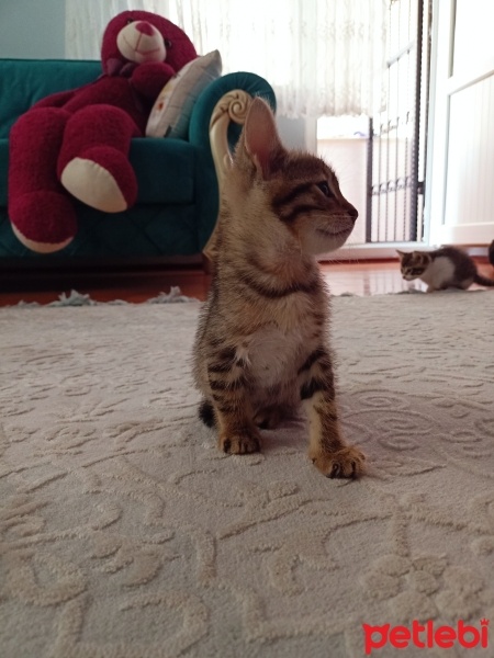 Tekir Kedi, Kedi  Tekir yavru Çekmeköy Hamidiye mahallesi fotoğrafı