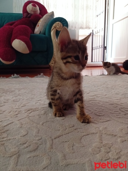 Tekir Kedi, Kedi  Tekir yavru Çekmeköy Hamidiye mahallesi fotoğrafı