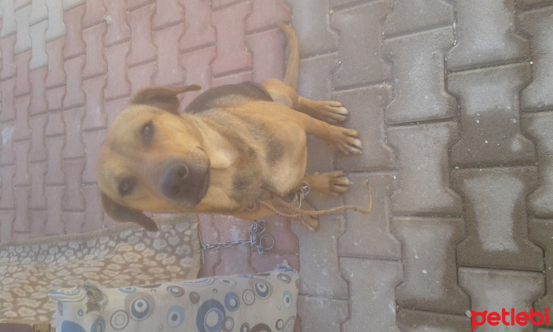 Sokö (Sokak Köpeği), Köpek  Garip fotoğrafı