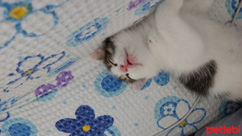 Tekir Kedi, Kedi  Boncuk fotoğrafı