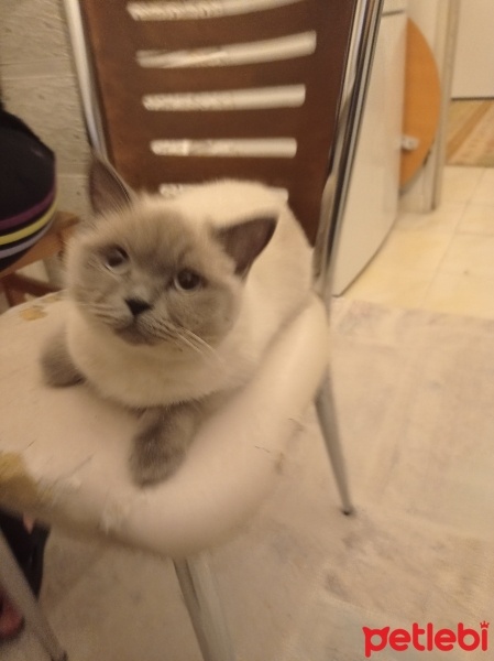 British Shorthair, Kedi  Luna fotoğrafı