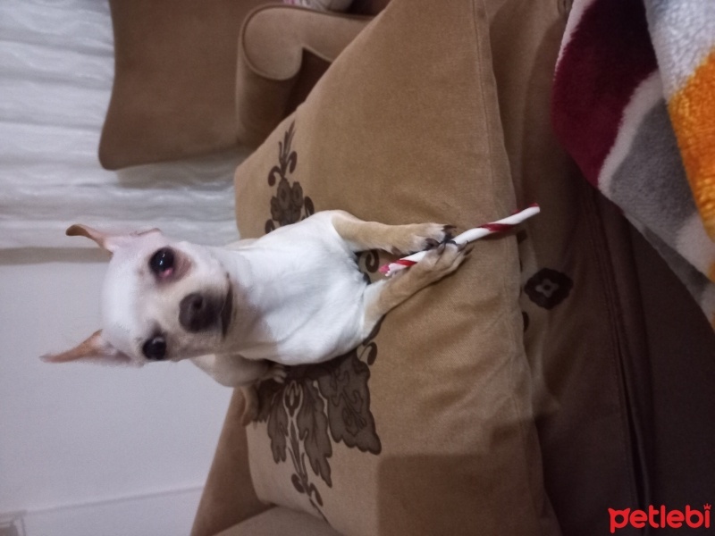 Chihuahua, Köpek  Maya fotoğrafı