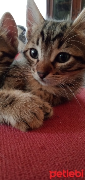 Tekir Kedi, Kedi  Minnoşlara Yuva fotoğrafı