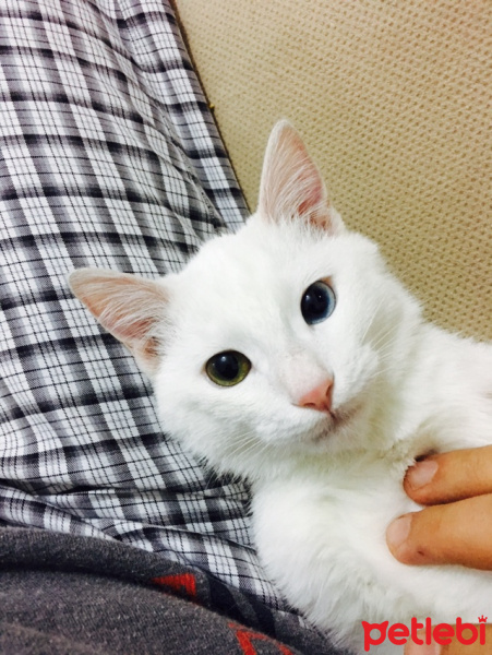 Van Kedisi, Kedi  Morî fotoğrafı