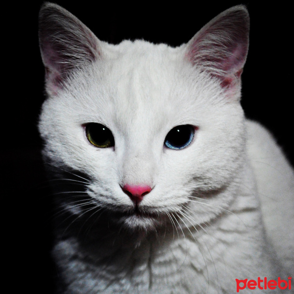 Van Kedisi, Kedi  Morî fotoğrafı