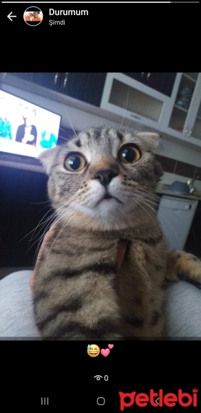 Scottish Fold, Kedi  Mia fotoğrafı