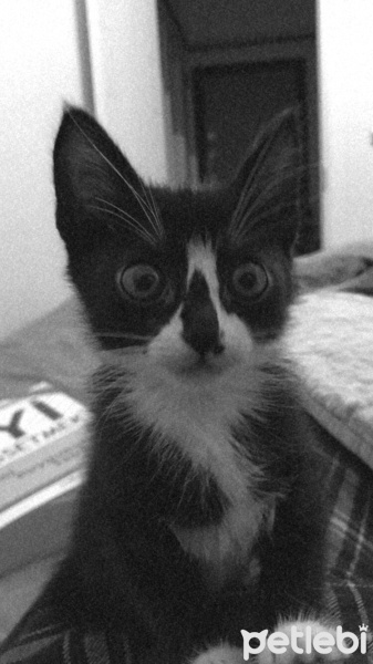 Tekir Kedi, Kedi  Bali fotoğrafı
