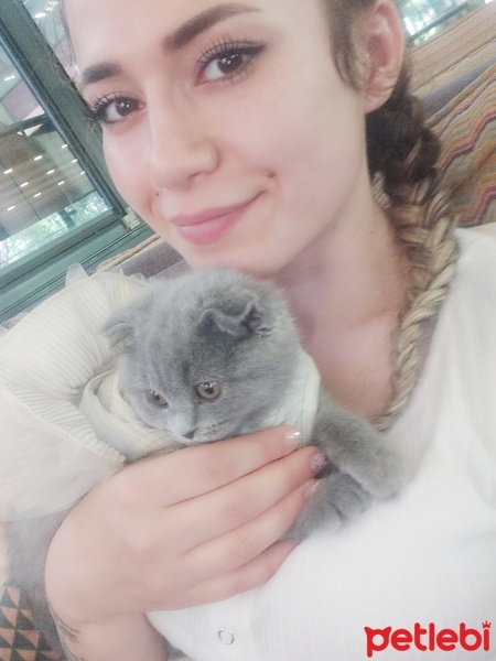 Scottish Fold, Kedi  Hera fotoğrafı