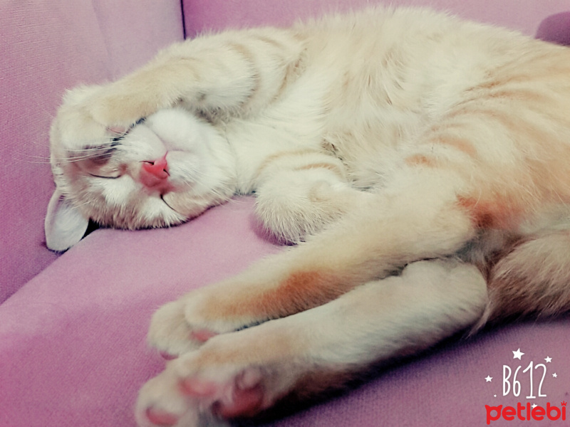 Tekir Kedi, Kedi  Miskin fotoğrafı